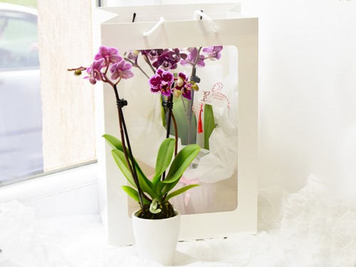 Orhidee Mini in Ghiveci ceramic